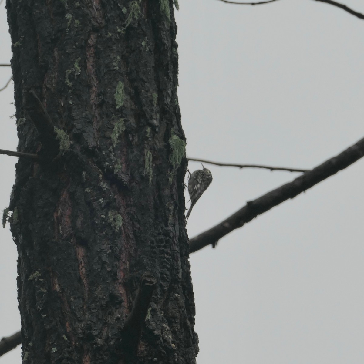 Grimpereau brun (albescens/alticola) - ML478224601