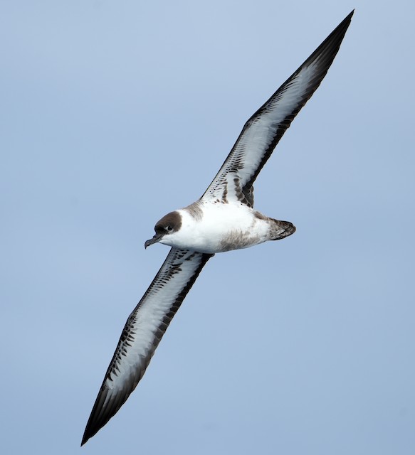 Possible confusion species: Great Shearwater (<em class="SciName notranslate">Ardenna gravis</em>). - Great Shearwater - 