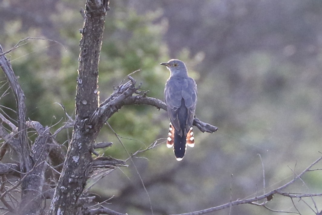 African Cuckoo - ML47823001