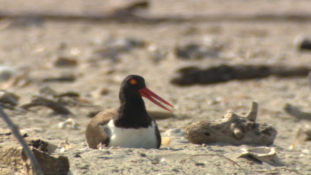  - American Oystercatcher