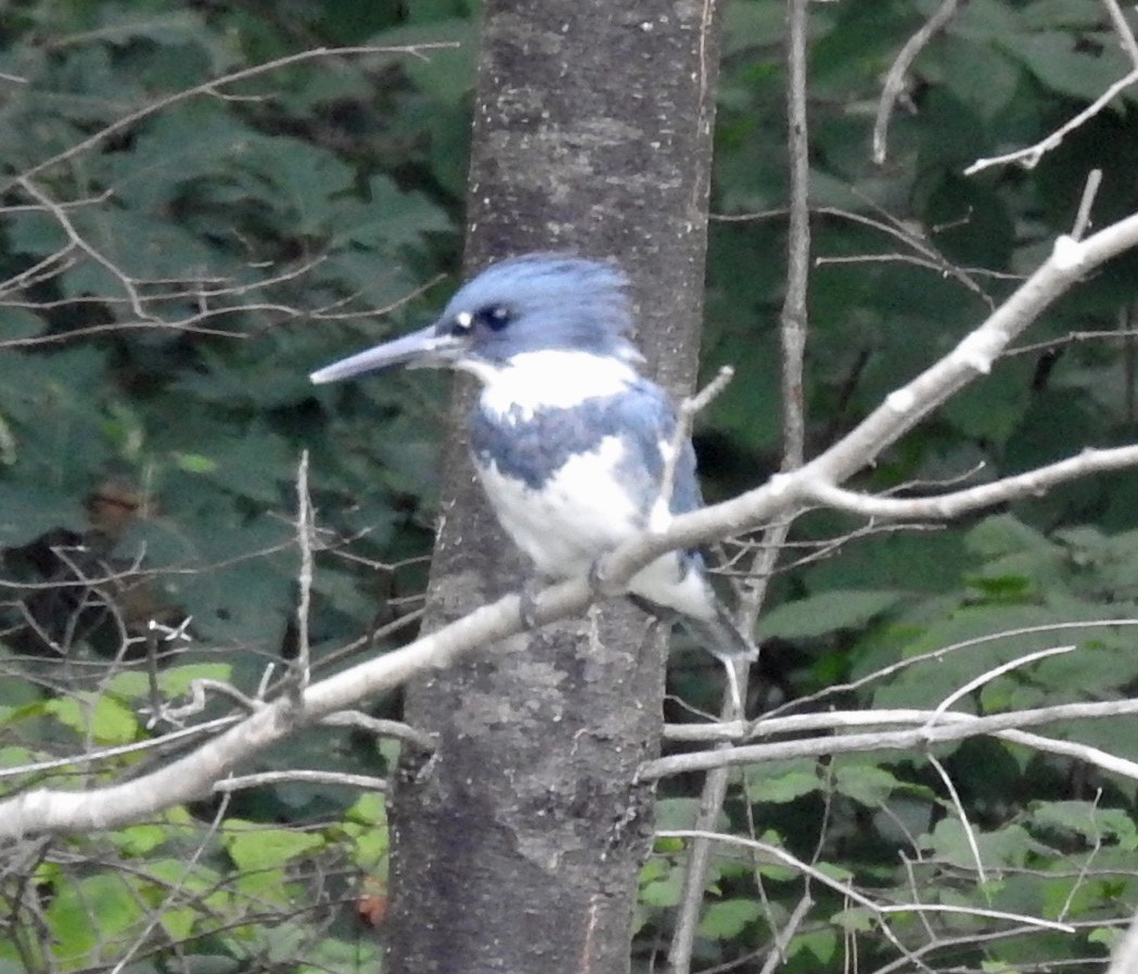 Belted Kingfisher - ML478242201