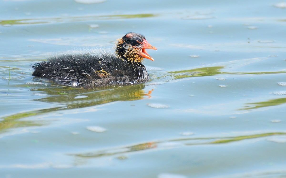American Coot (Red-shielded) - Asher  Warkentin