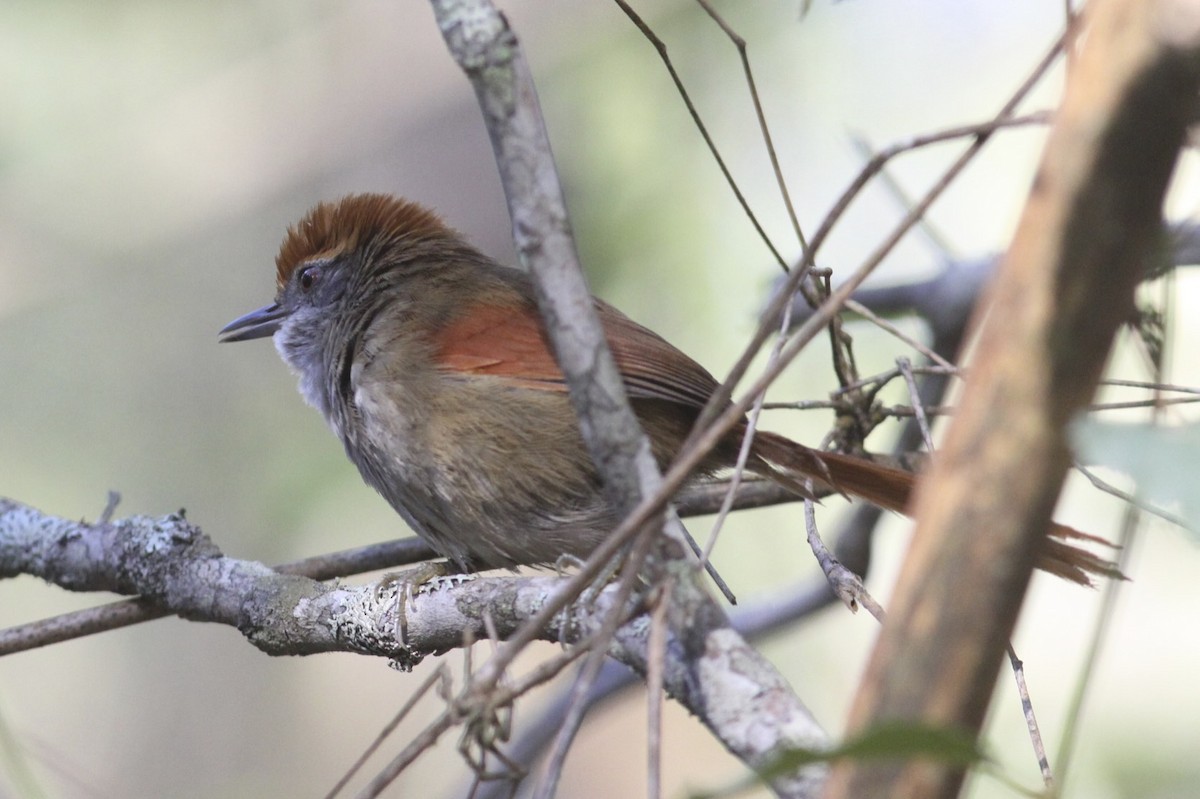 Rufous-capped Spinetail - ML47824501