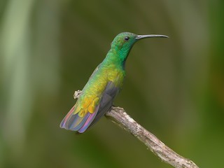  - Green-throated Mango