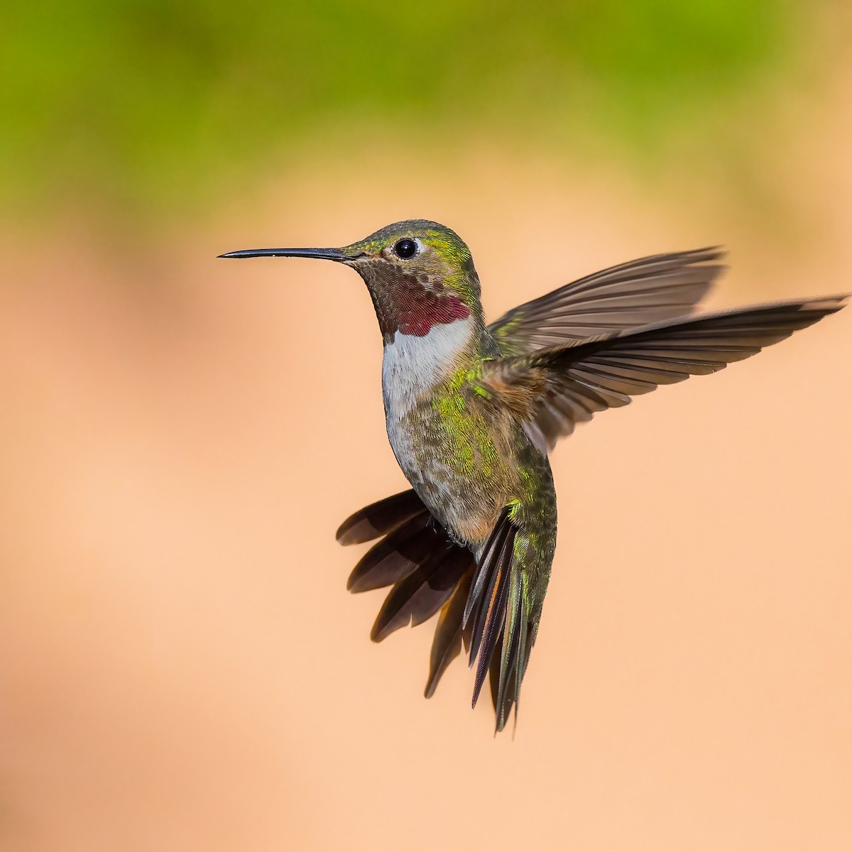 Broad-tailed Hummingbird - ML478253191