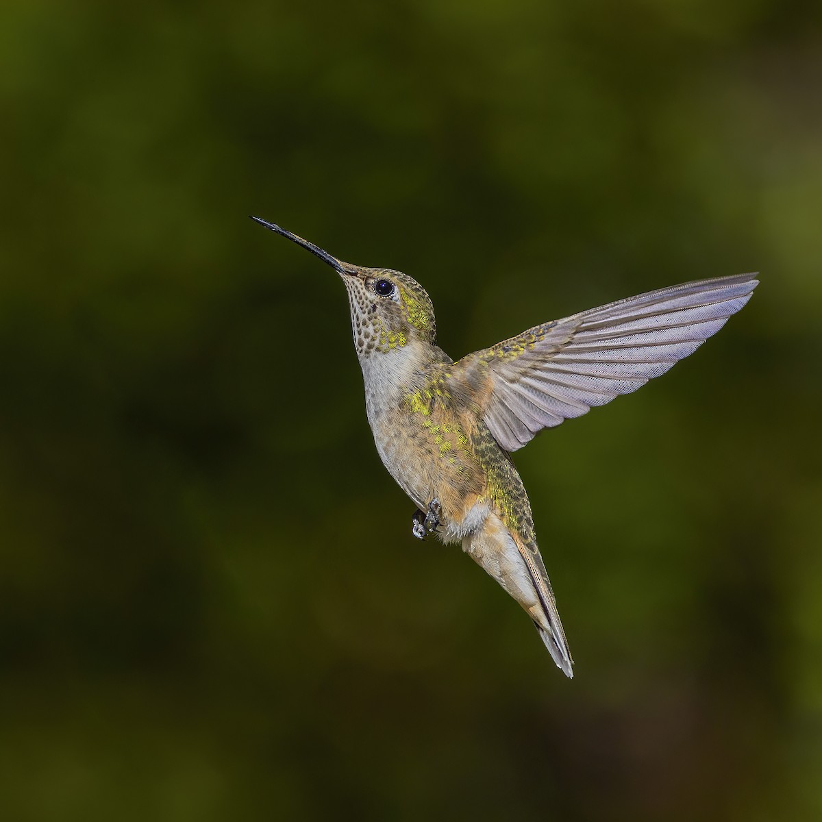 Broad-tailed Hummingbird - ML478254361