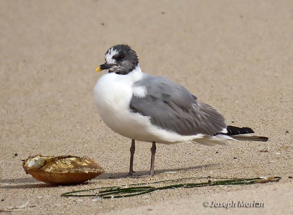 ML478262311 - Sabine's Gull - Macaulay Library