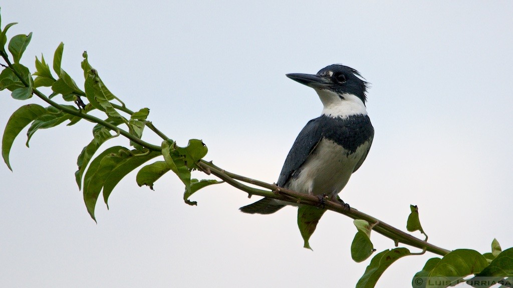 Belted Kingfisher - Luis Iturriaga Morales