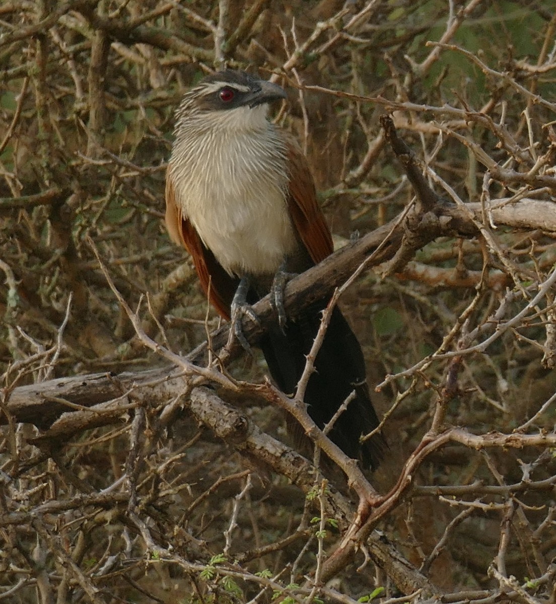 White-browed Coucal - ML478271091