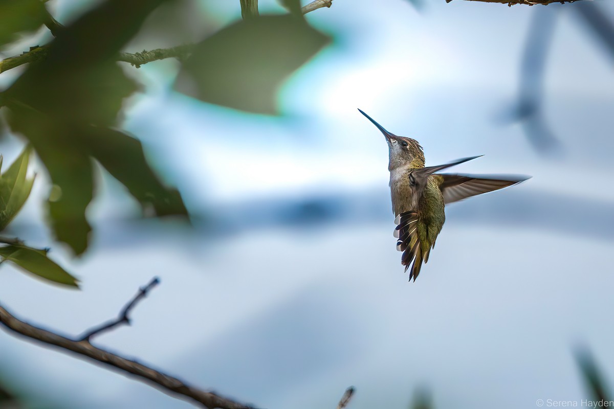 Ruby-throated Hummingbird - Serena Hayden
