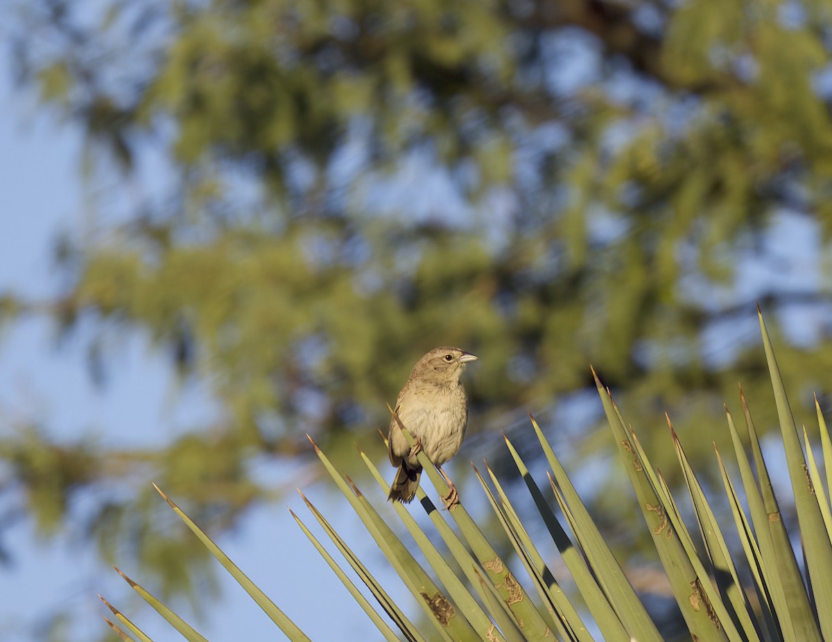 eBird Checklist 25 Aug 2022 Kentucky Camp 30 species