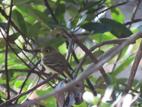 Western Flycatcher (Pacific-slope) - Lena Hayashi