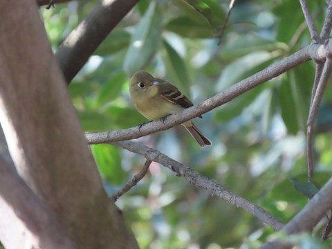 Western Flycatcher (Pacific-slope) - Lena Hayashi