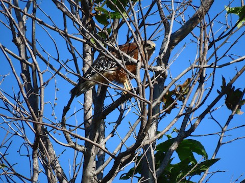 Red-shouldered Hawk - Lena Hayashi