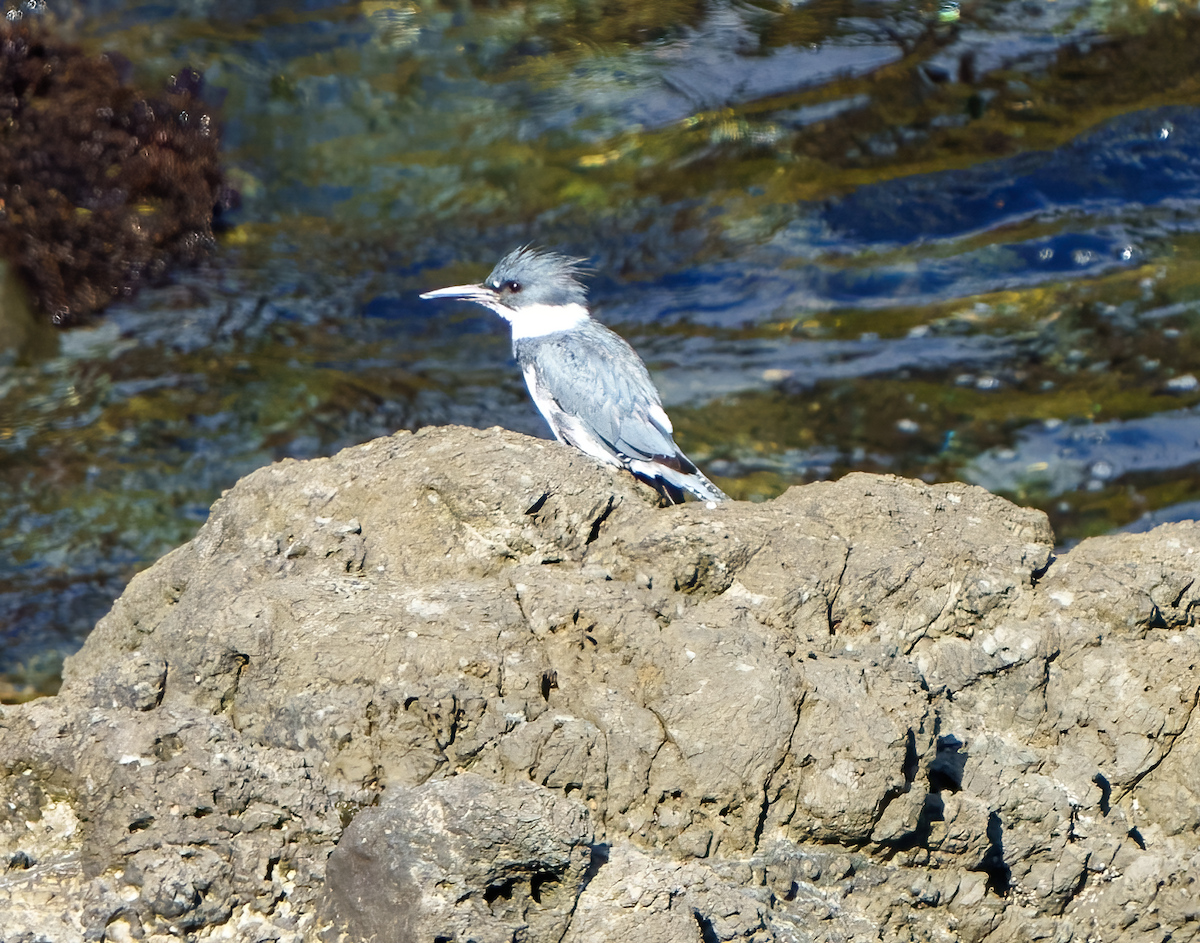 Belted Kingfisher - ML478283981