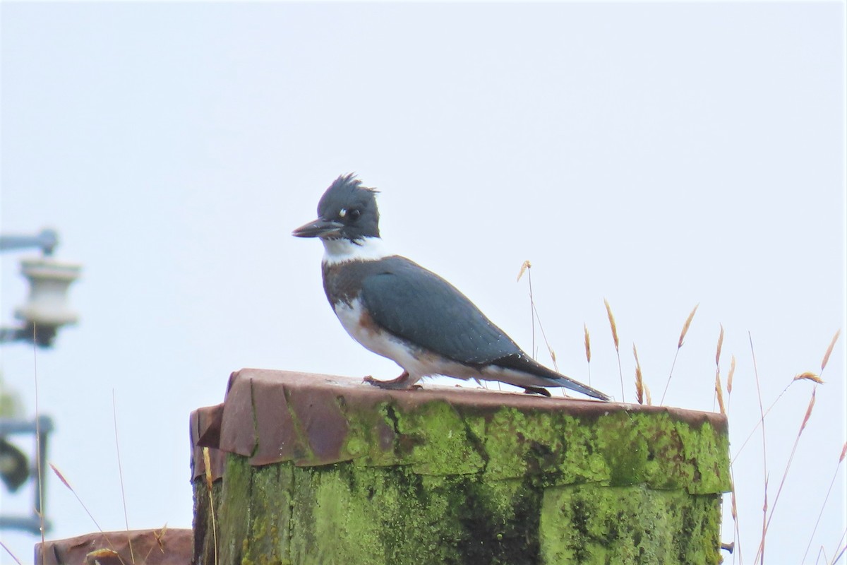Belted Kingfisher - ML478284161