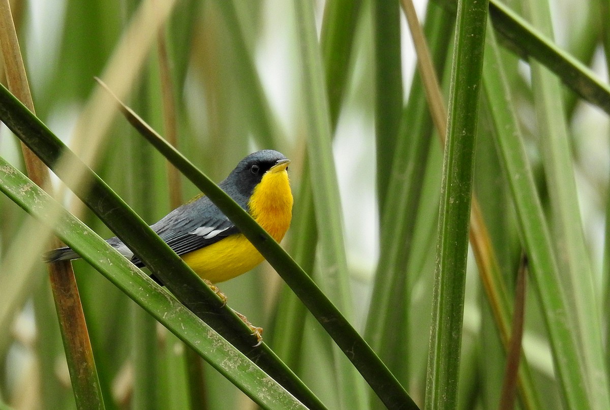 Tropical Parula - Luciano Breves