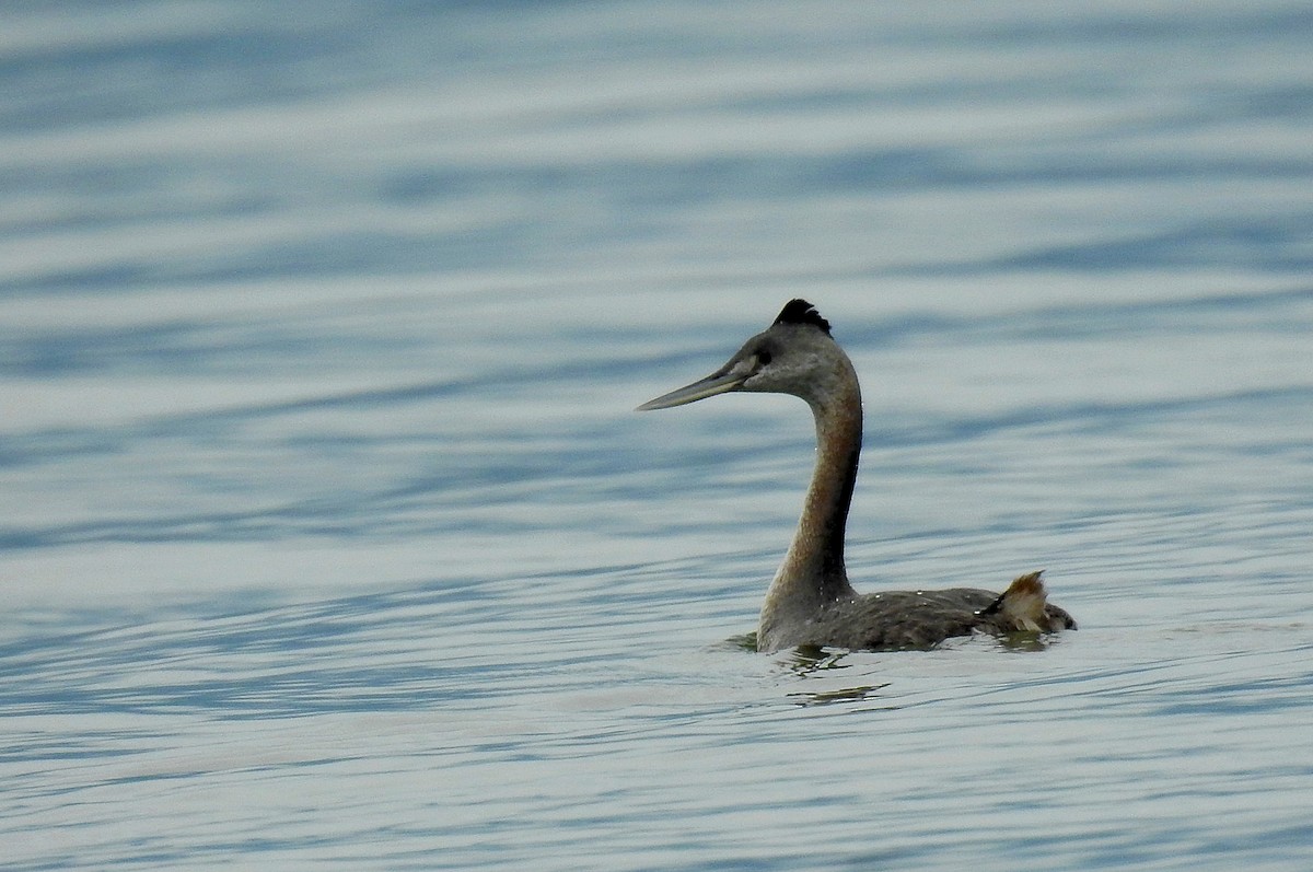 Great Grebe - Luciano Breves