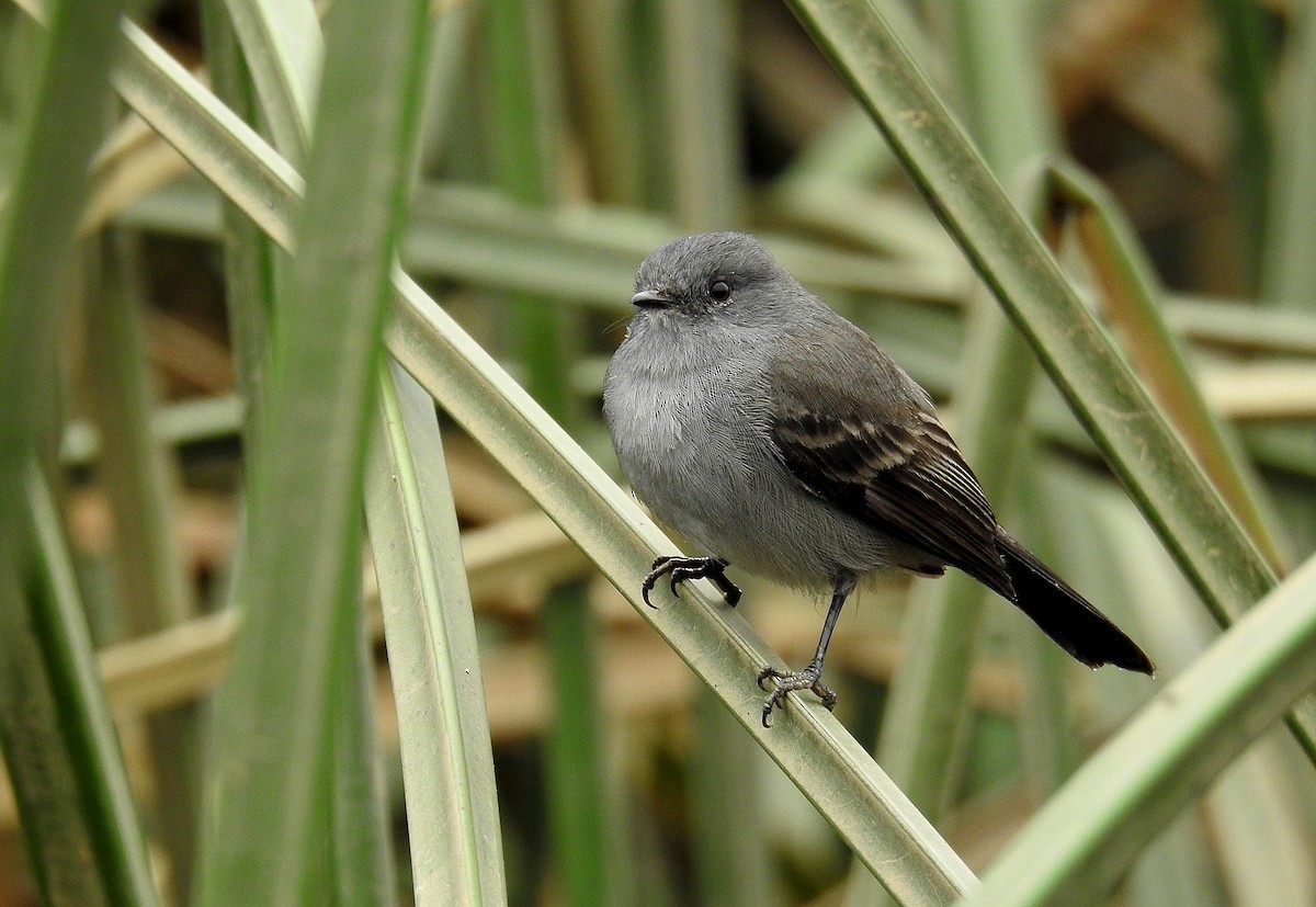 Sooty Tyrannulet - Luciano Breves