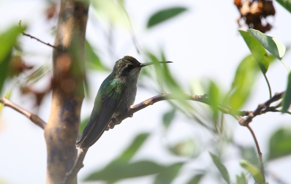 Broad-billed Hummingbird - ML478287391