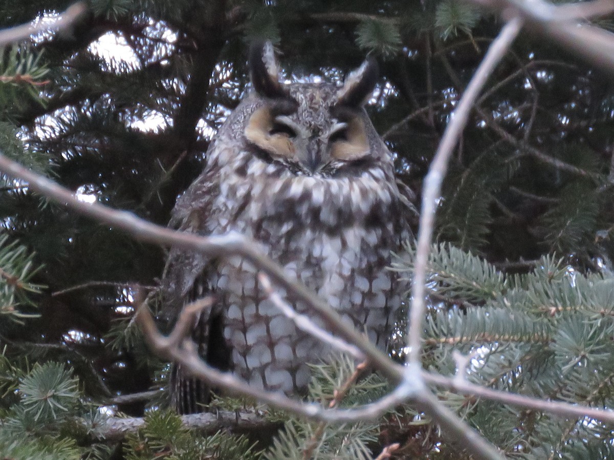 Long-eared Owl - ML47828911