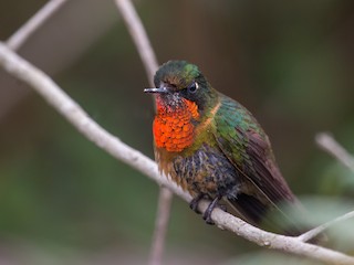  - Orange-throated Sunangel