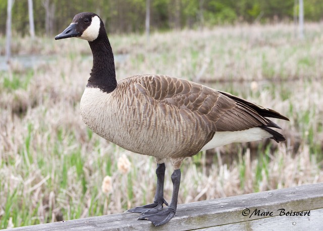 Canada goose hotsell quebec ville population