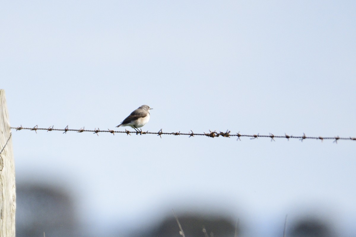 White-fronted Chat - ML478296991