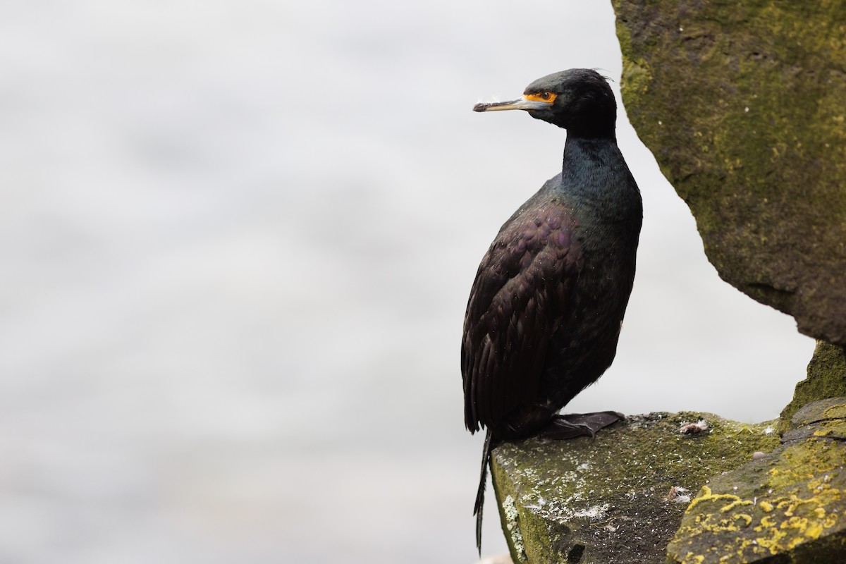 Red-faced Cormorant - ML478299781