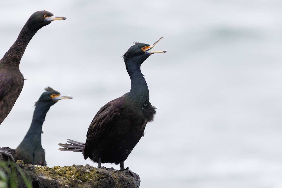 Red-faced Cormorant - ML478299921