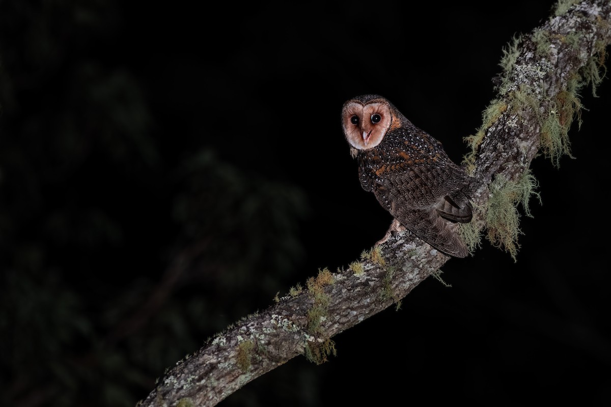 Australian Masked-Owl - ML478300351