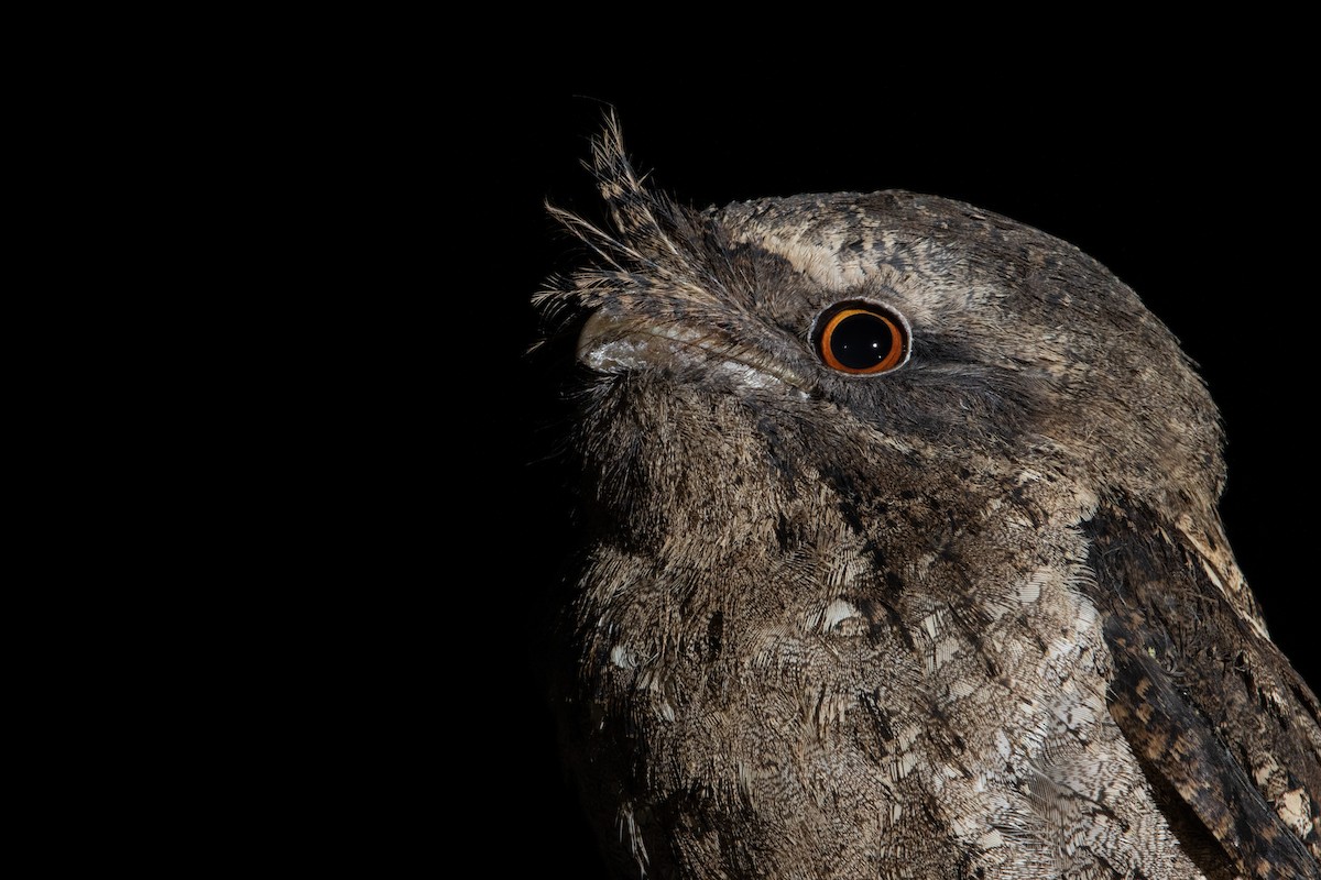 Marbled Frogmouth - Indra Bone