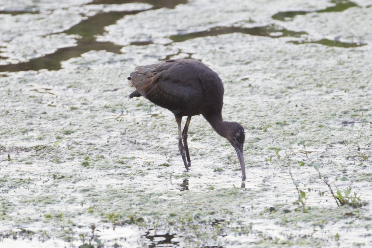 eBird Checklist 25 Aug 2022 2409 Locust Run Rd. 4 species