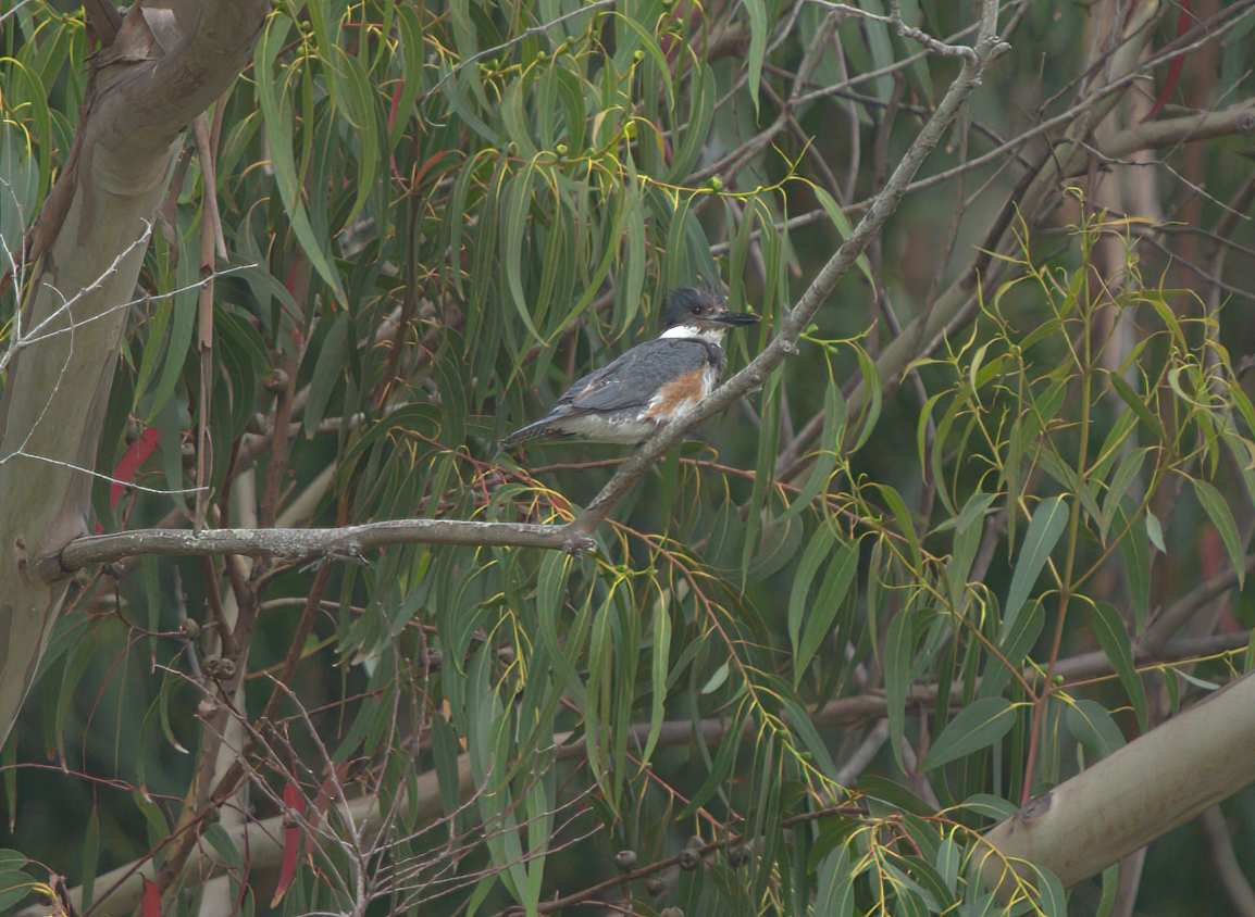 Belted Kingfisher - ML478317191