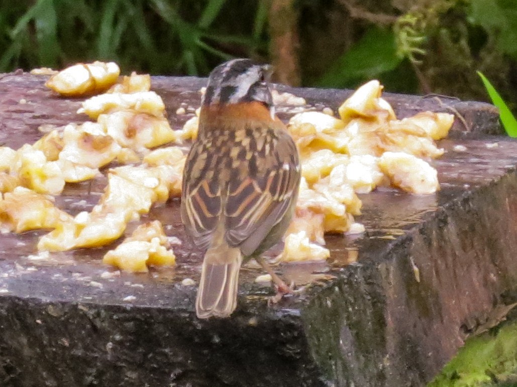 Rufous-collared Sparrow - ML478327631