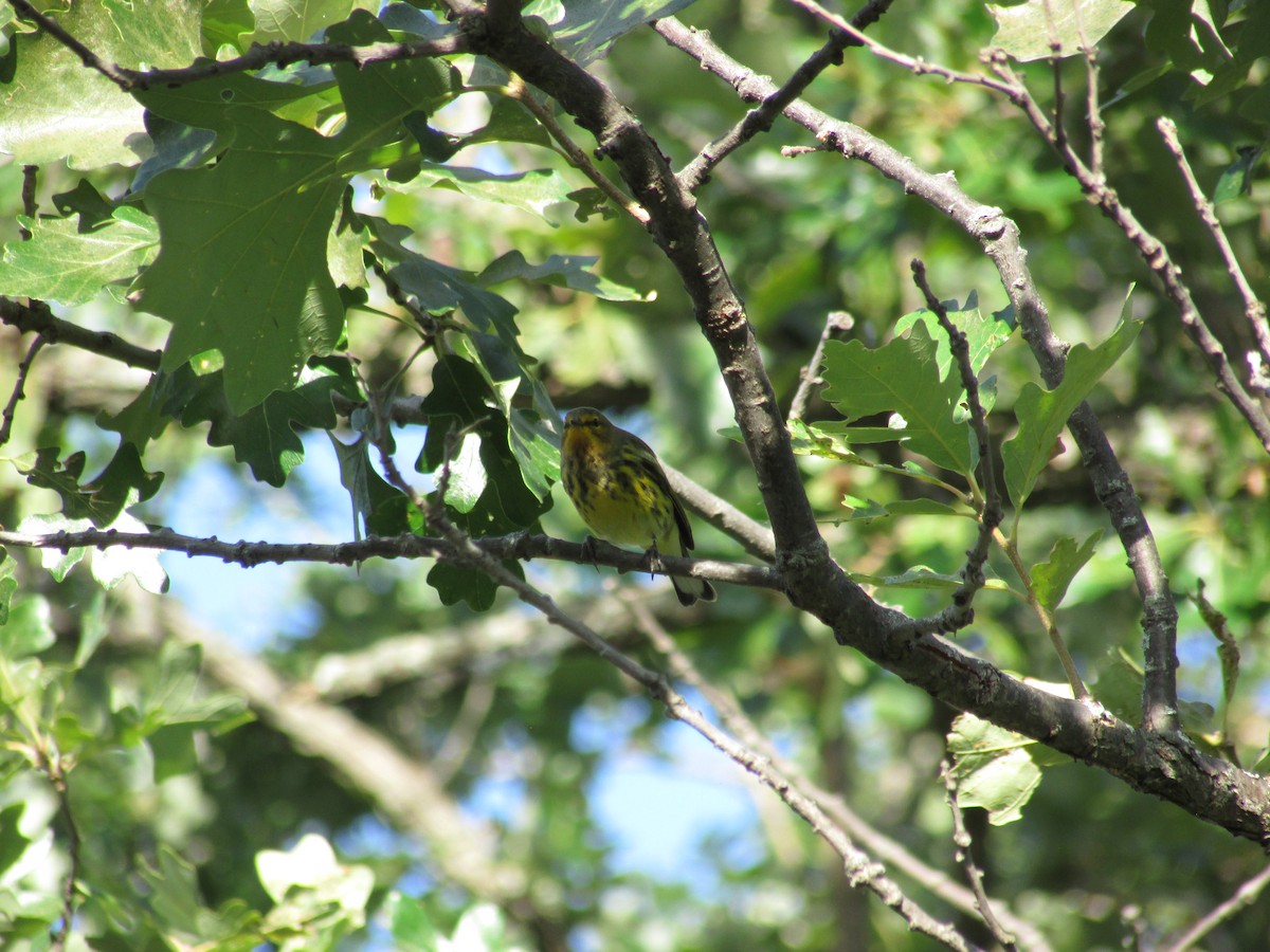 Cape May Warbler - ML478341701