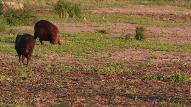 Capybara - ML478347
