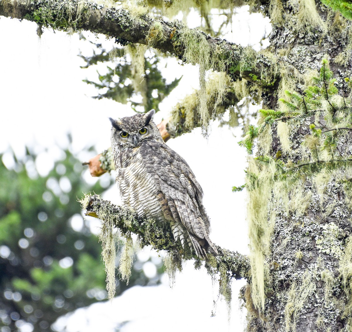 Great Horned Owl - Esteban Matías (birding guide) Sierra de los Cuchumatanes Huehuetenango esteban.matias@hotmail.com                             +502 53810540