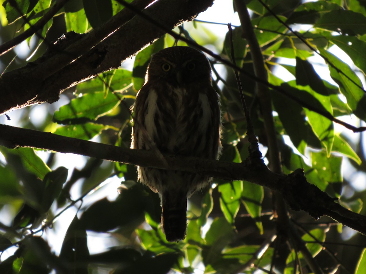 Ferruginous Pygmy-Owl - ML478352281