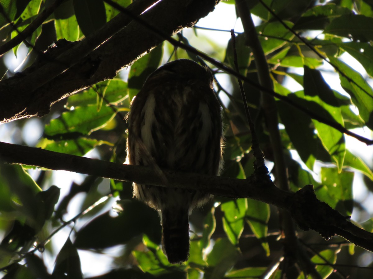 Ferruginous Pygmy-Owl - ML478352291