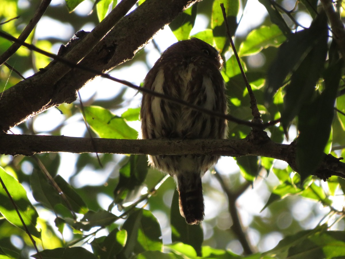 Ferruginous Pygmy-Owl - ML478352311