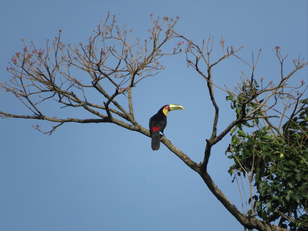Red-breasted Toucan - ML478353481