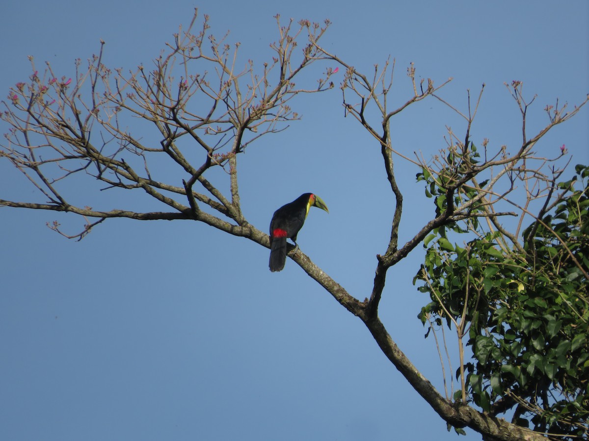 Red-breasted Toucan - ML478353491