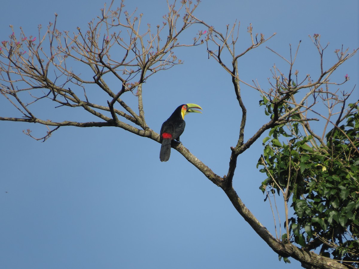 Red-breasted Toucan - ML478353501