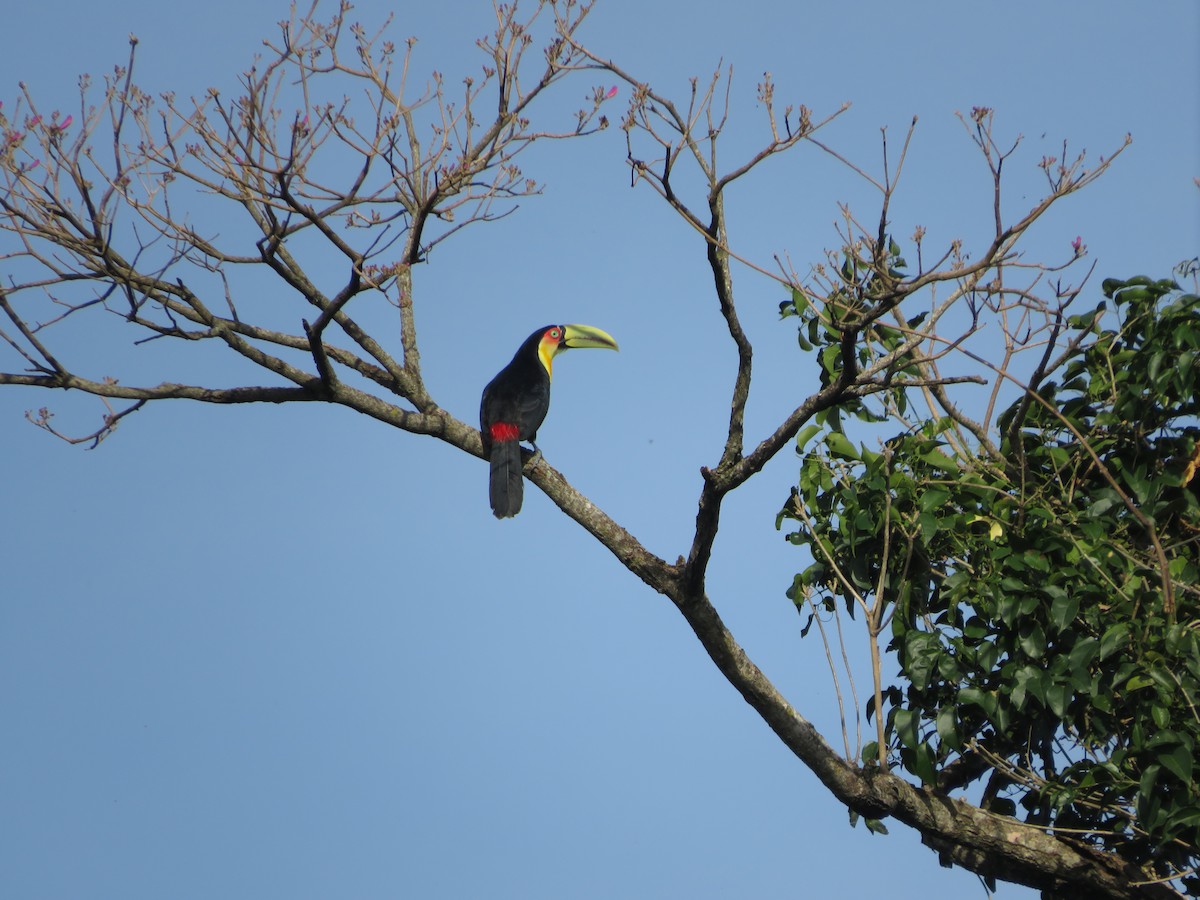 Red-breasted Toucan - ML478353511