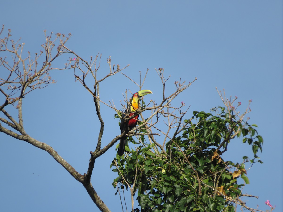 Red-breasted Toucan - ML478353521