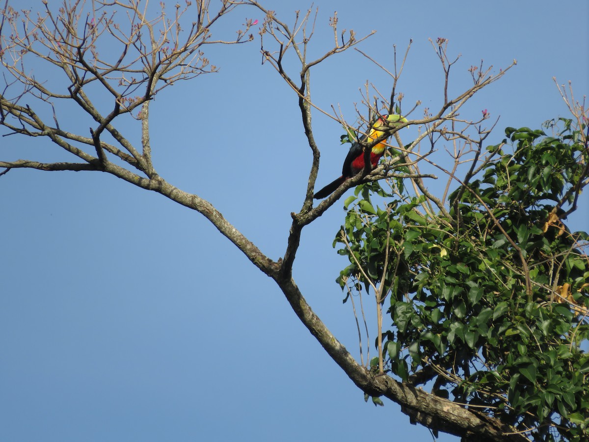Red-breasted Toucan - ML478353531