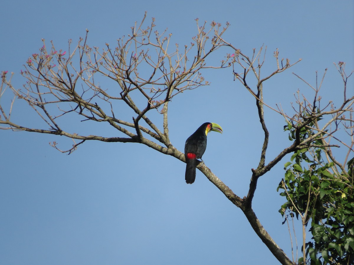 Red-breasted Toucan - ML478353541