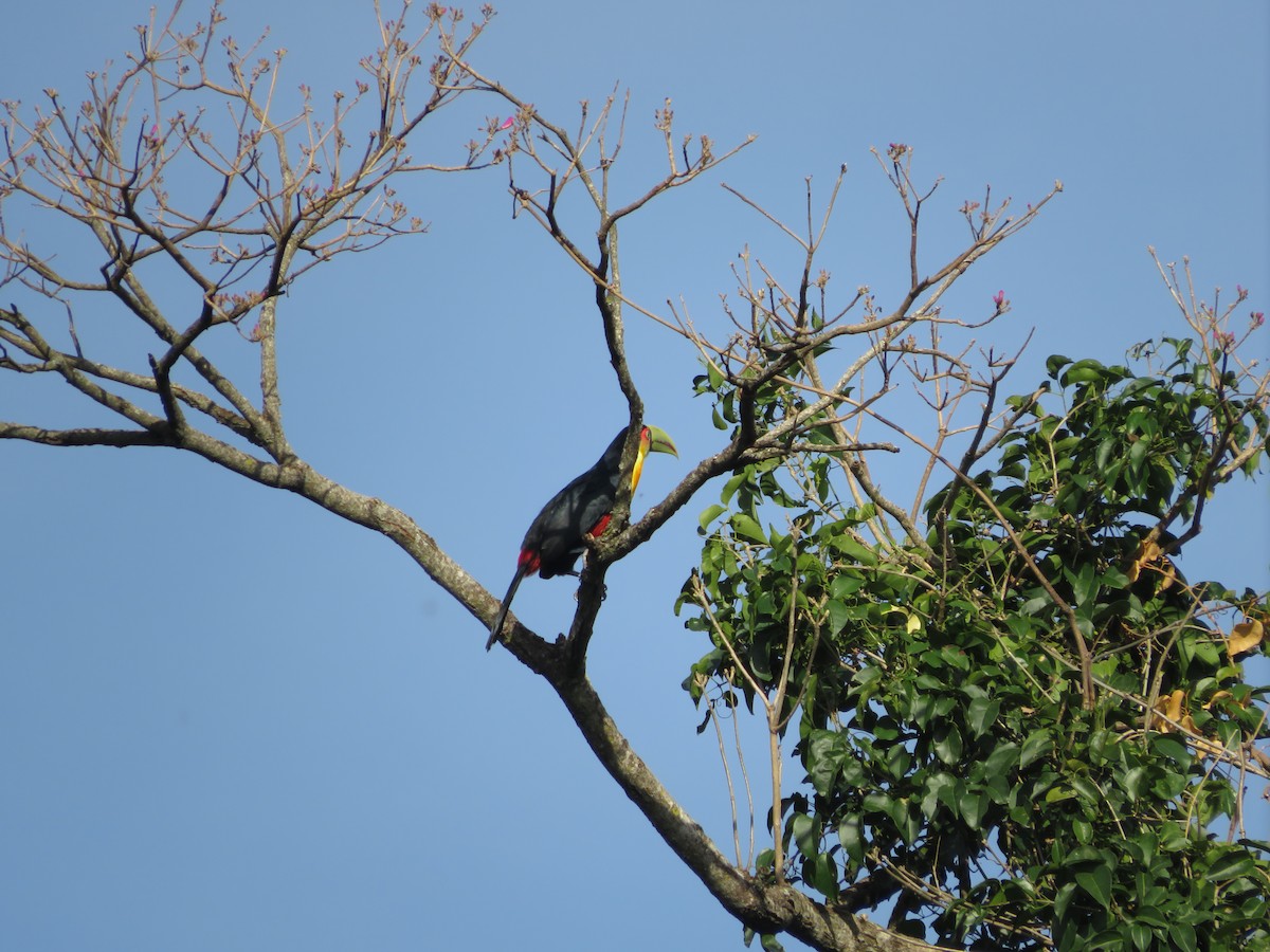 Red-breasted Toucan - ML478353551