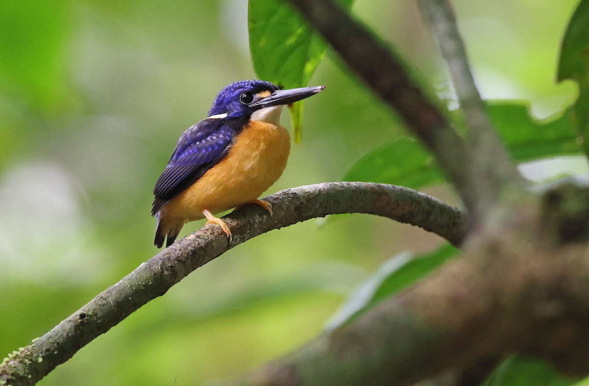 Papuan Dwarf-Kingfisher - ML478358061